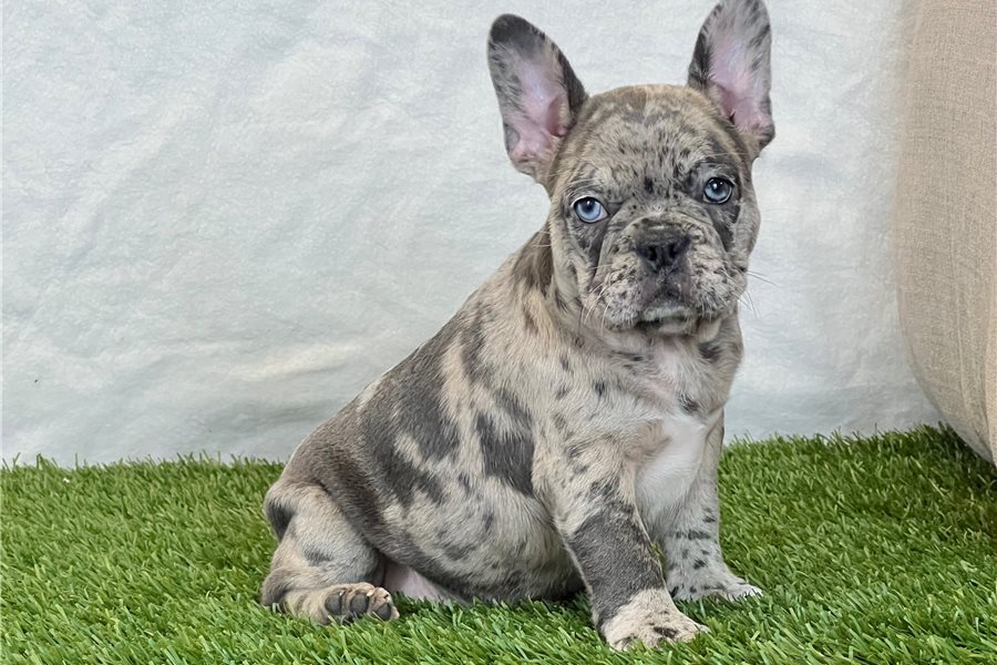 Abigailfrench-bulldog-puppy-picture-7e2c55c6-a937-4e67-ba7f-a3fdf55