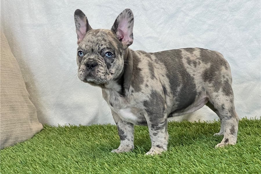 Abigailfrench-bulldog-puppy-picture-b7ad0168-e147-4847-b7e4-4c601f6