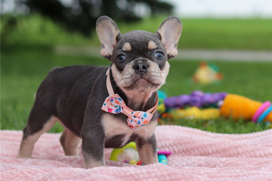 Arialfrench-bulldog-puppy-picture-3dd7567c-83fe-492d-95f9-5b7217e