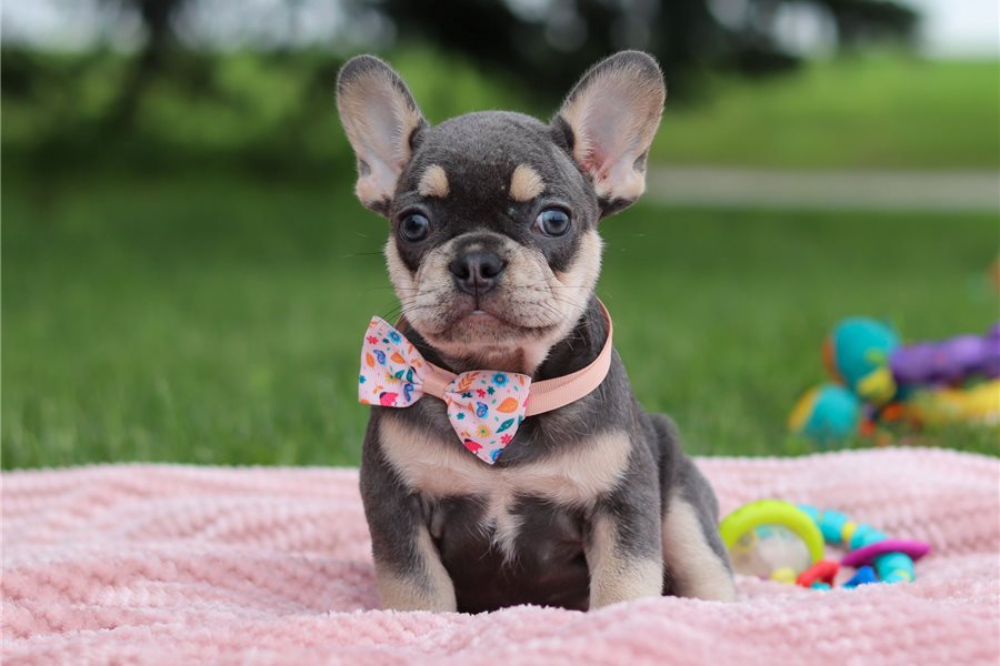 Arialfrench-bulldog-puppy-picture-6e321f2f-0037-4fa4-933a-a235f69