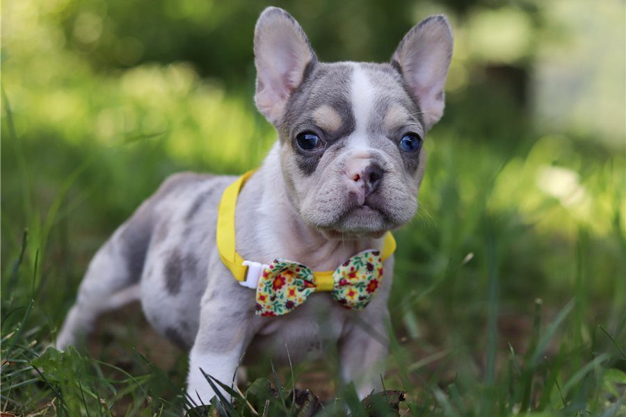 Bearfrench-bulldog-puppy-picture-81f0036f-dfb3-4b25-ae09-130df1c