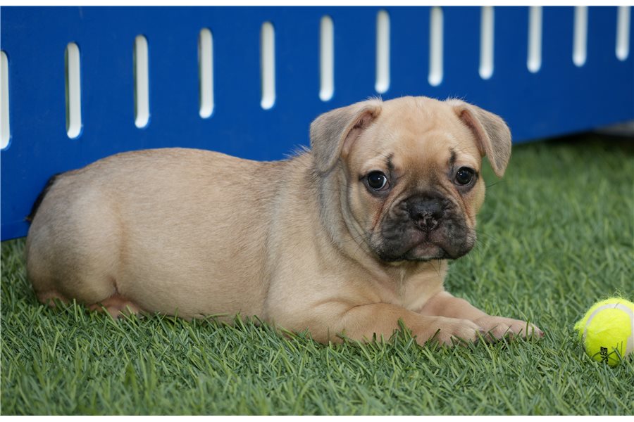 Boxerfrench-bulldog-puppy-picture-a724775f-63f8-4065-99be-c4e021f