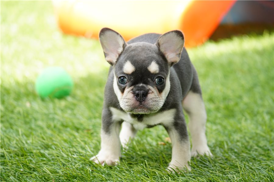 Gracefrench-bulldog-puppy-picture-15fc5cf4-0601-4efa-ac38-3b73f66
