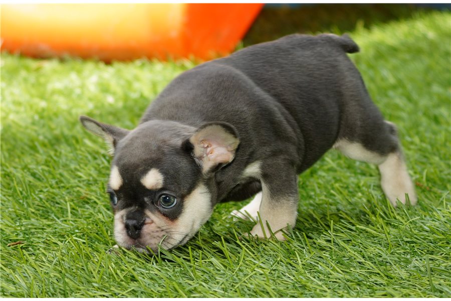 Gracefrench-bulldog-puppy-picture-529cdcf2-47fb-4431-9402-c64241a