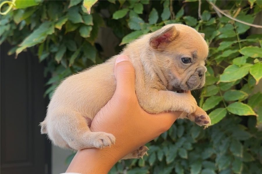 Lilyfrench-bulldog-puppy-picture-2758725f-1f14-433f-8fb1-9710430