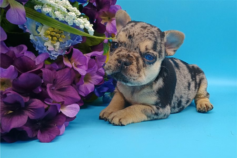 Maxwellfrench-bulldog-puppy-picture-2b29de52-b6a8-4207-84a1-23e8721