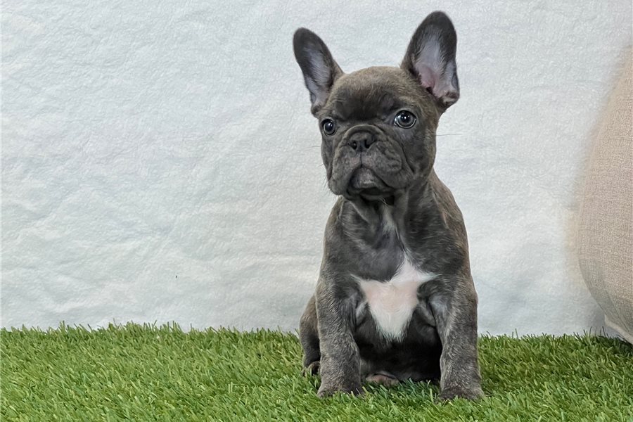 Ninafrench-bulldog-puppy-picture-2ceb8367-bd92-4d71-ba3c-1a382fe