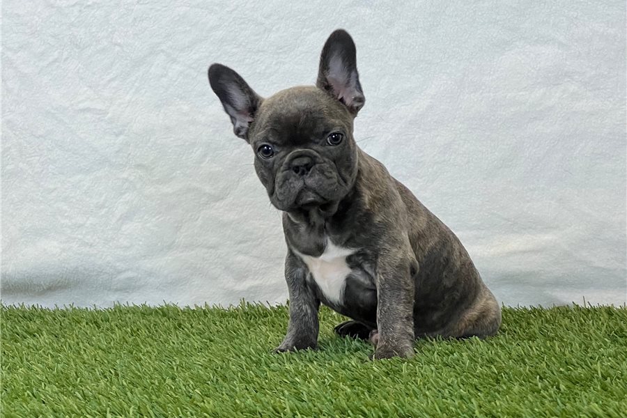 Ninafrench-bulldog-puppy-picture-845f6c64-2b6f-427e-9ee9-4d89f1b