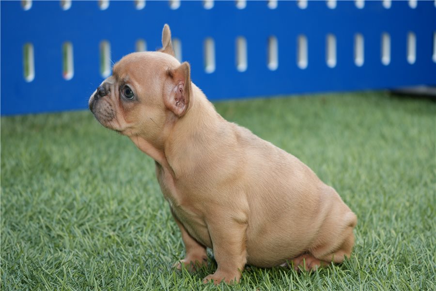 Rambofrench-bulldog-puppy-picture-2b1bc85c-47f0-4eaf-9ed0-8806016