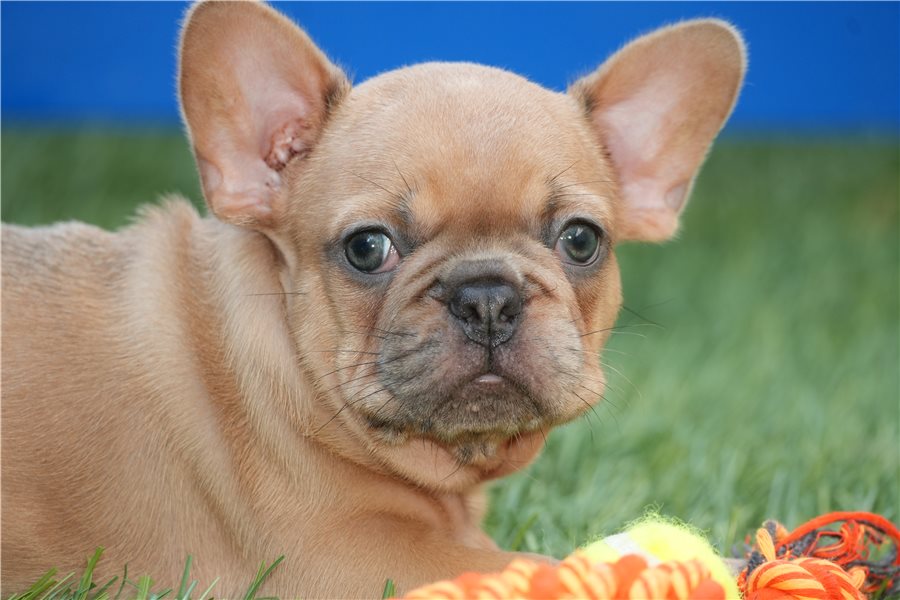 Rambofrench-bulldog-puppy-picture-91b9c417-384b-414a-947f-6a2304d