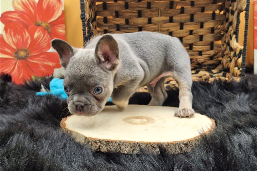 Roccofrench-bulldog-puppy-picture-289c3817-2b0a-48a3-a811-68f18ff