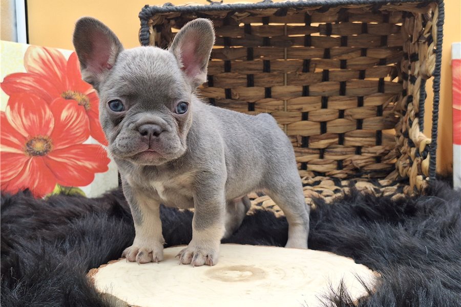 Roccofrench-bulldog-puppy-picture-af120eec-33a2-4879-92ce-2baf7e1