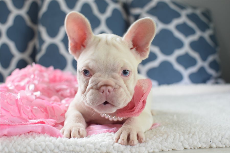 Snowfrench-bulldog-puppy-picture-3570da91-c6e7-4f06-b9f3-5d2f29d