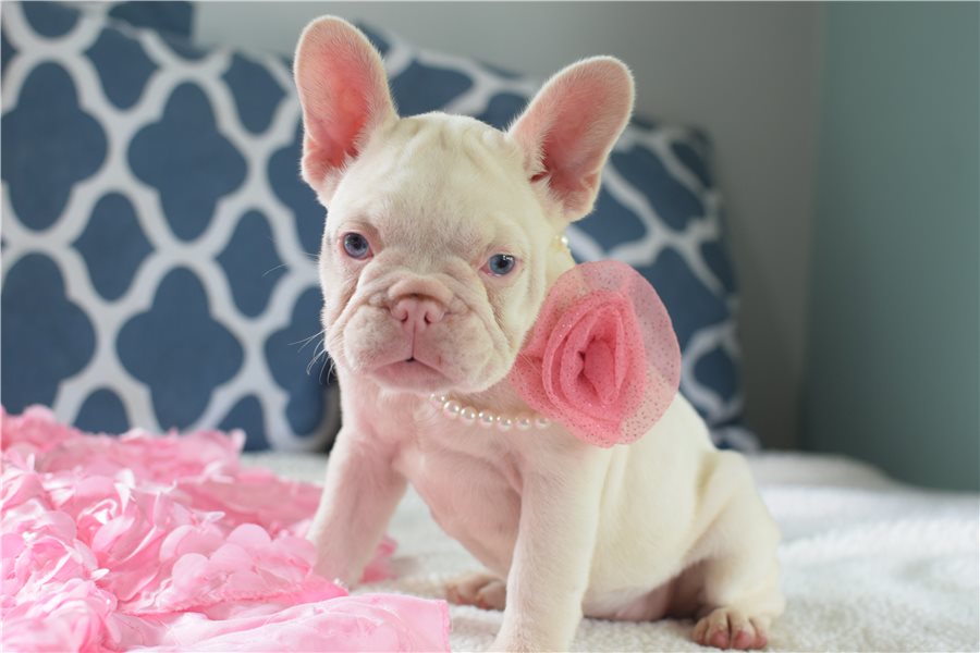 Snowfrench-bulldog-puppy-picture-f37356e4-8bed-4123-bd4f-dca1e87