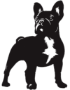Parker Frenchies Home