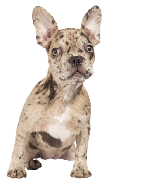 french-bulldog 1