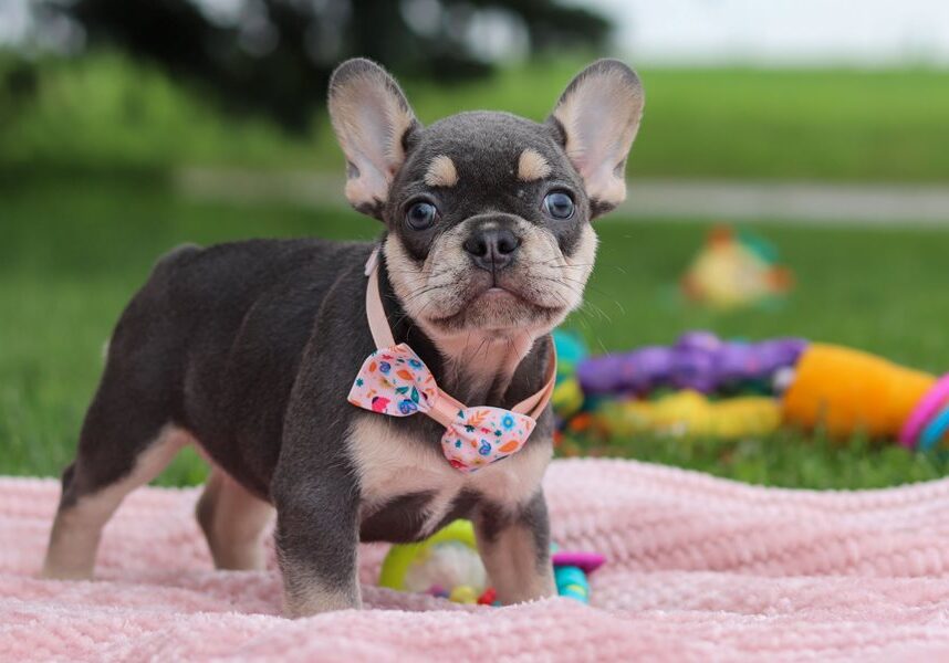 Arialfrench-bulldog-puppy-picture-3dd7567c-83fe-492d-95f9-5b7217e