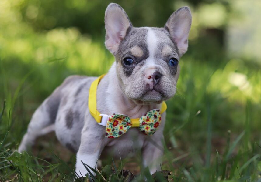 Bearfrench-bulldog-puppy-picture-81f0036f-dfb3-4b25-ae09-130df1c