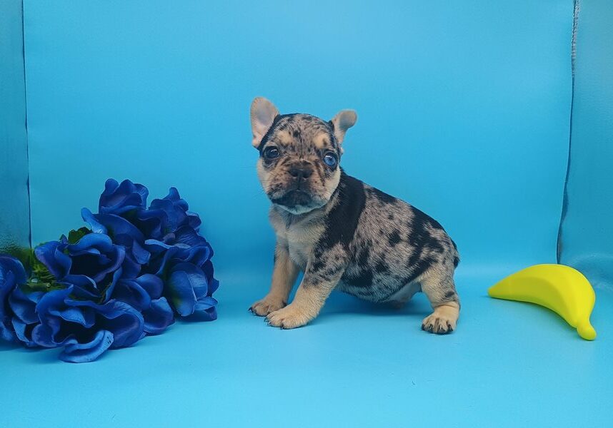 Maxwellfrench-bulldog-puppy-picture-0e7e27d6-e39b-449a-aea8-c3af324