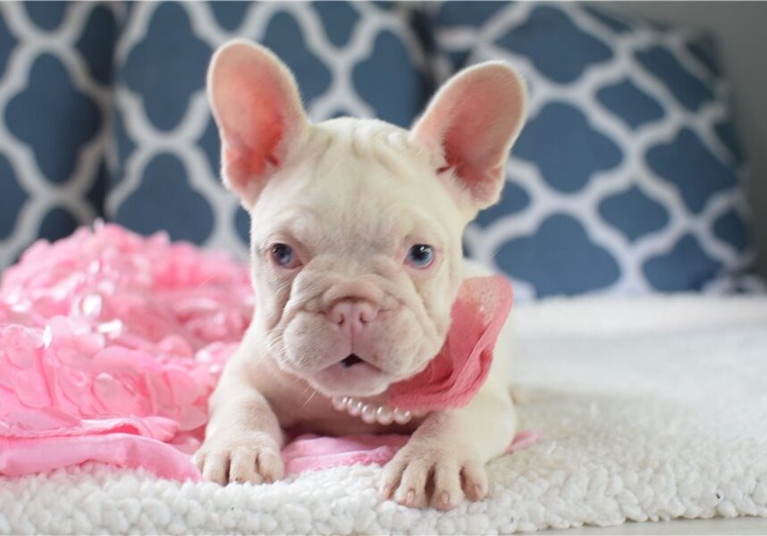 Snowfrench-bulldog-puppy-picture-3570da91-c6e7-4f06-b9f3-5d2f29d